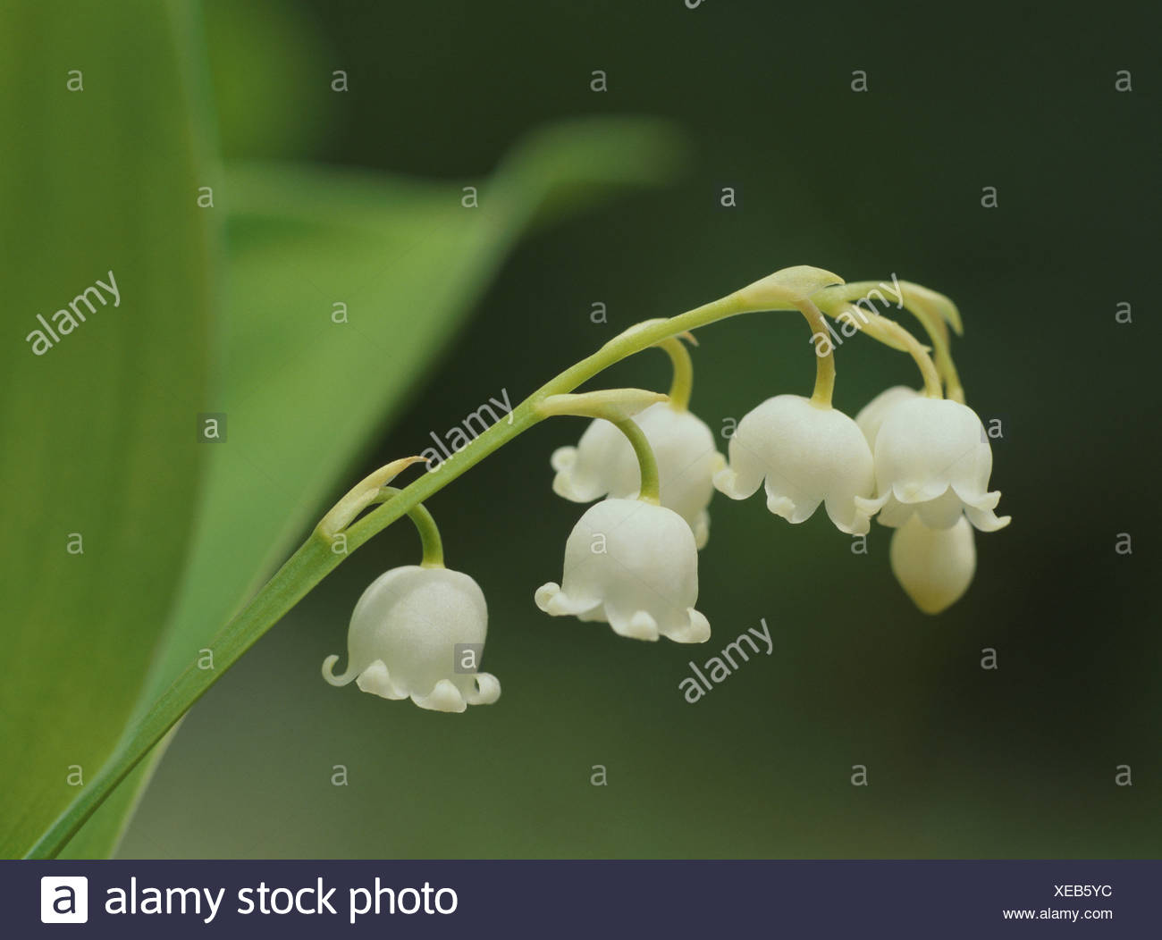 Lily Bell Close Up Stock Photo Alamy Lily Bell Close Up Stock Photo Alamy