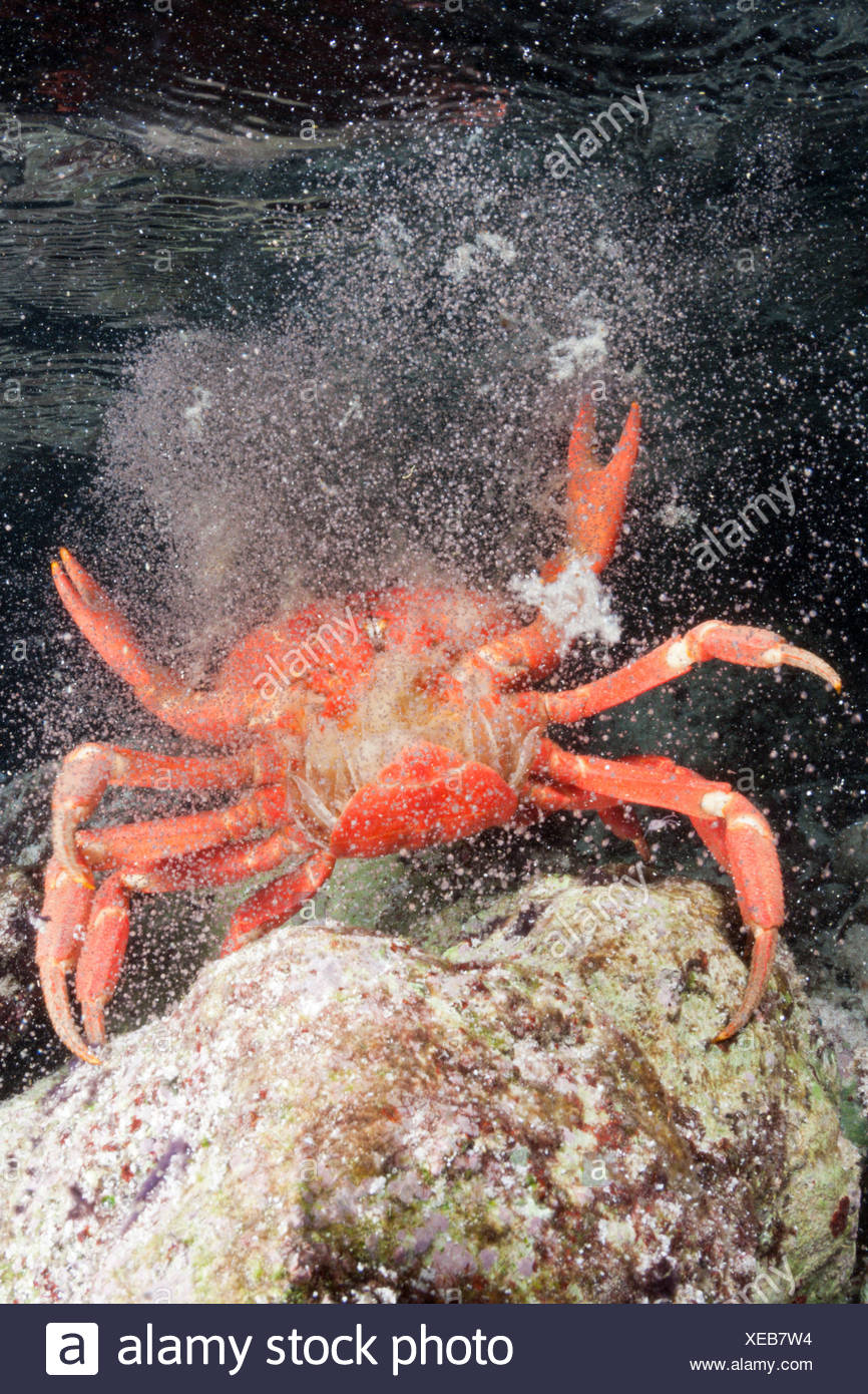 Christmas Island Red Crab Release Eggs Into Ocean Stock Photos