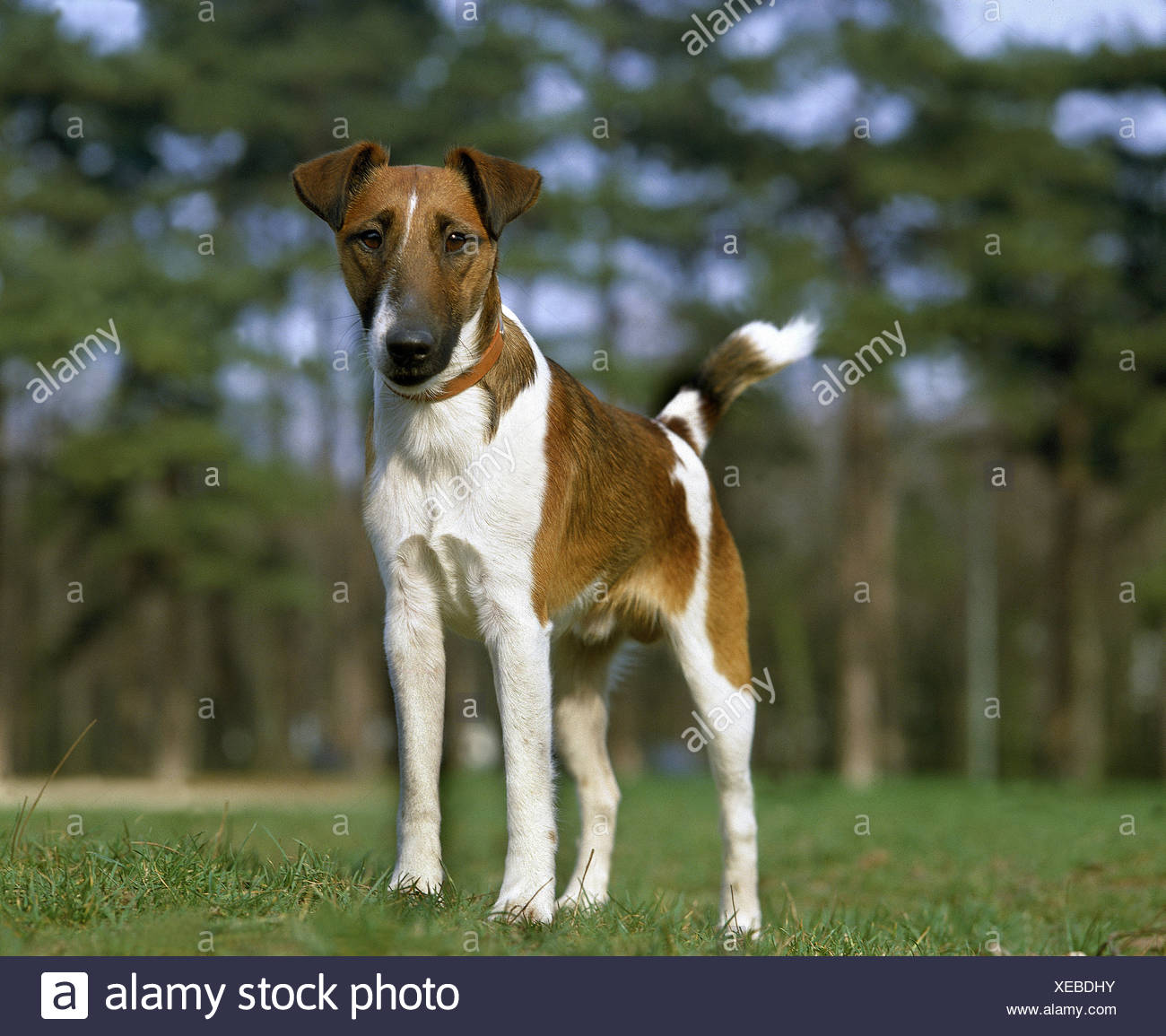 Smooth Fox Terrier Dog With Collar Stock Photo Alamy