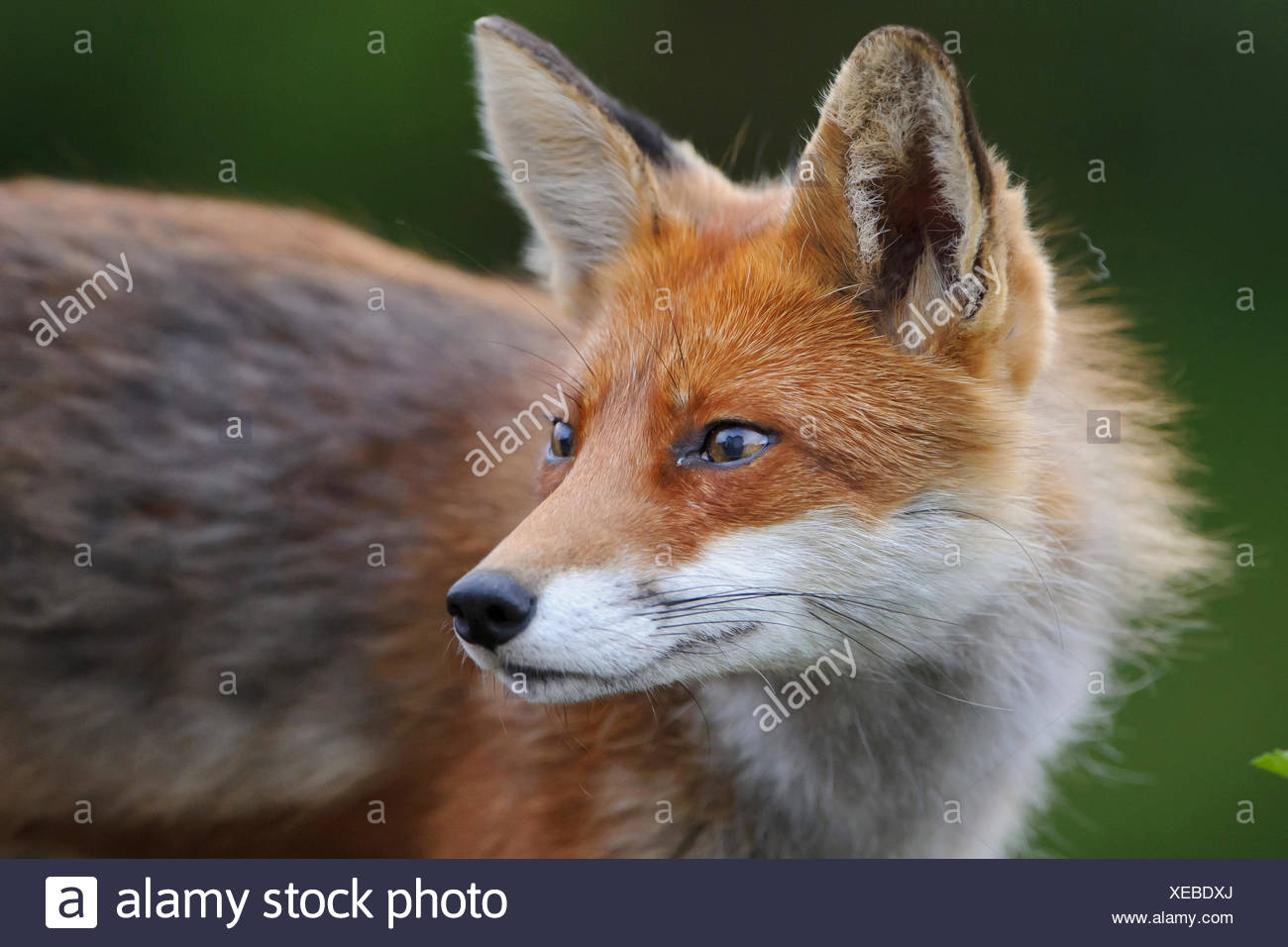 Red Fox Vulpes Vulpes Turning Around Portrait Norway Stock