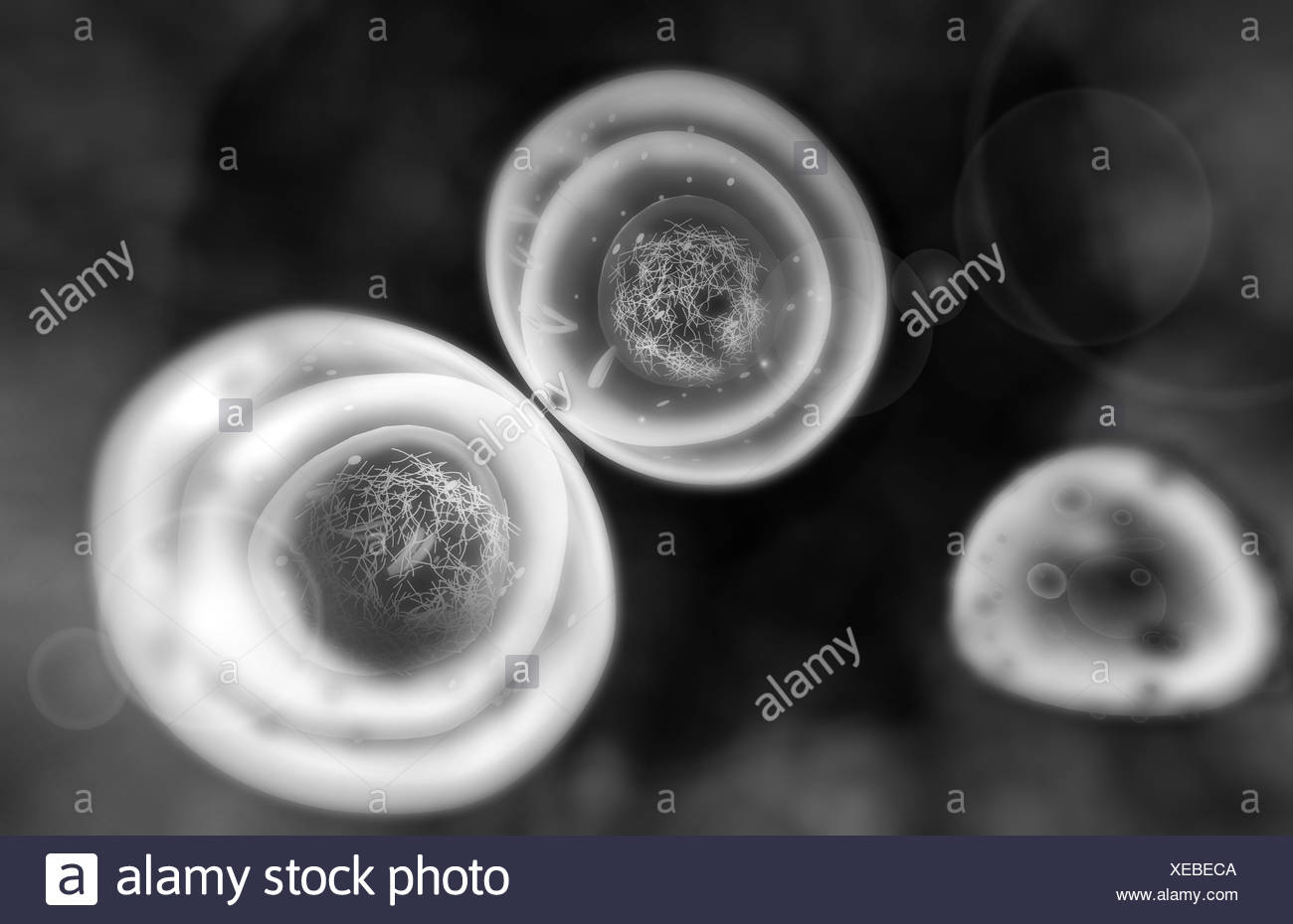 Mitosis Black and White Stock Photos & Images - Alamy