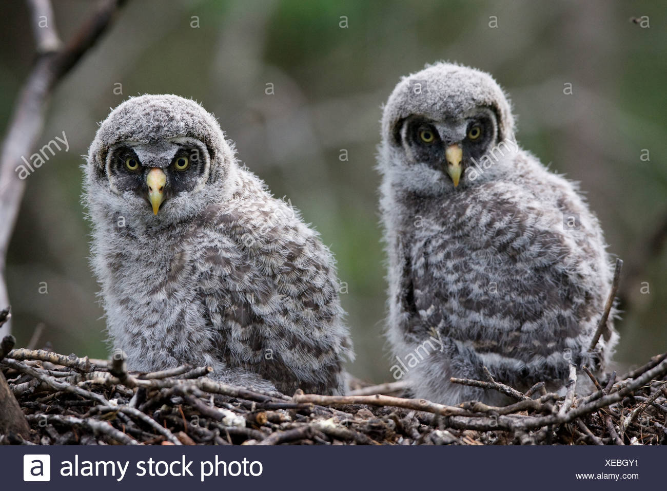Great Grey Owl Nest High Resolution Stock Photography And Images Alamy
