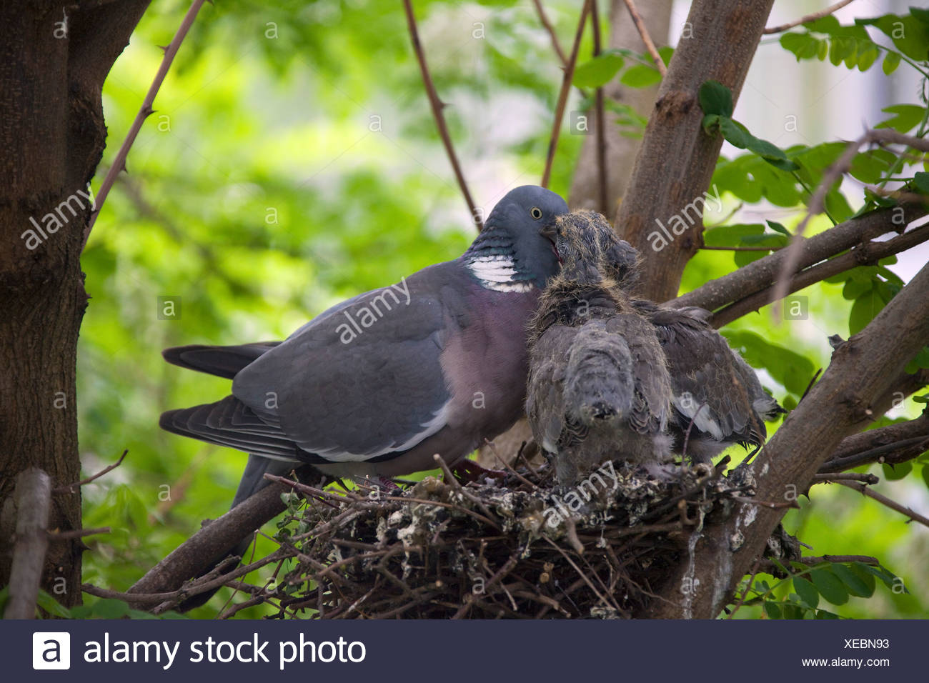 Wood Pigeon Squab High Resolution Stock Photography And Images Alamy