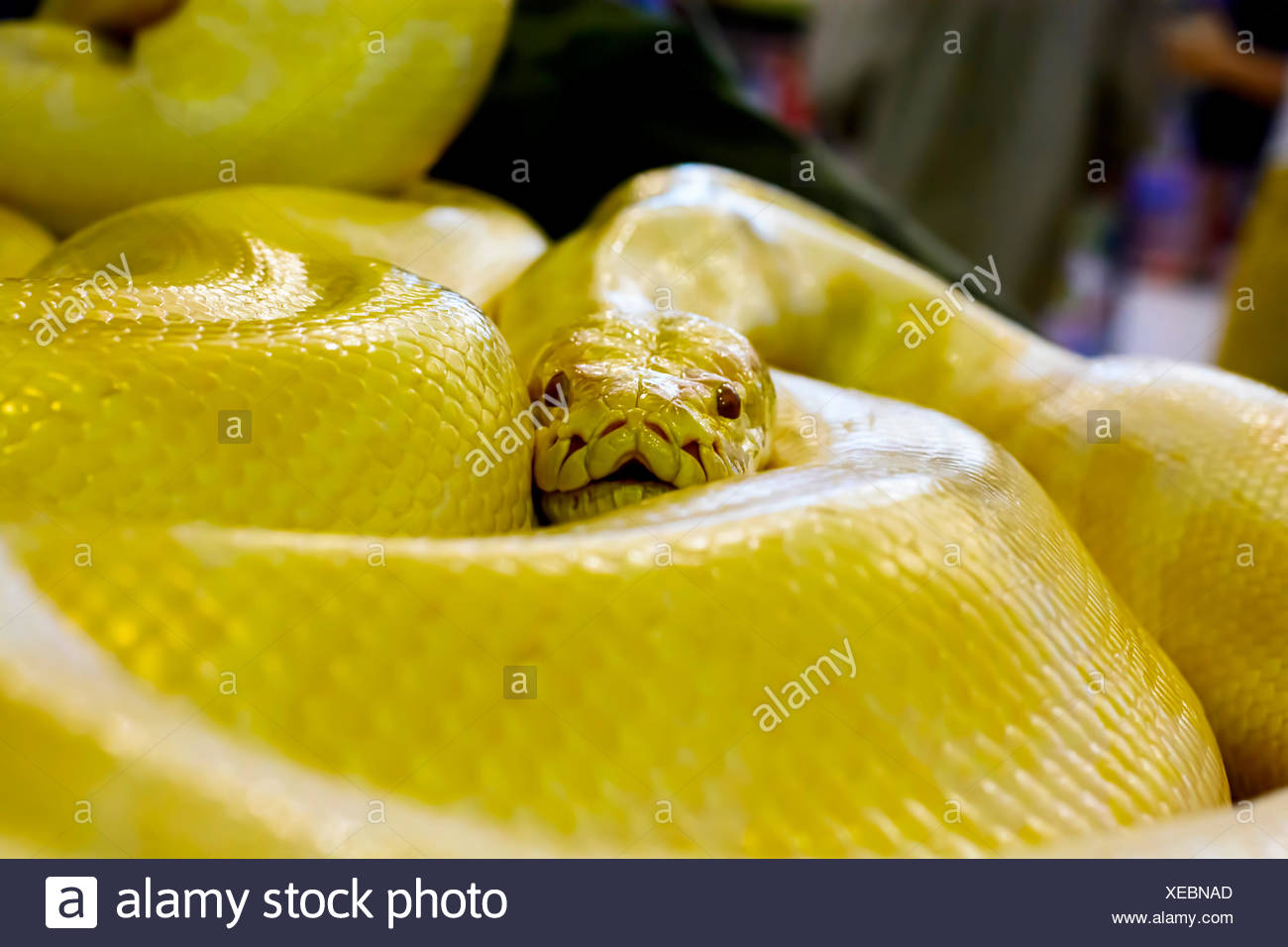 Albino Yellow Python High Resolution Stock Photography and Images - Alamy