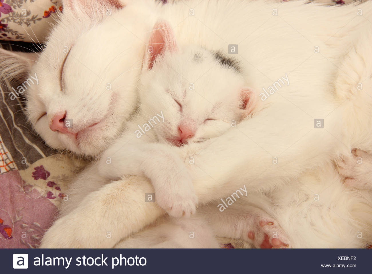 Domestic Cat Mother And White Kitten 23 Days Old Sleeping On A Blanket Stock Photo Alamy