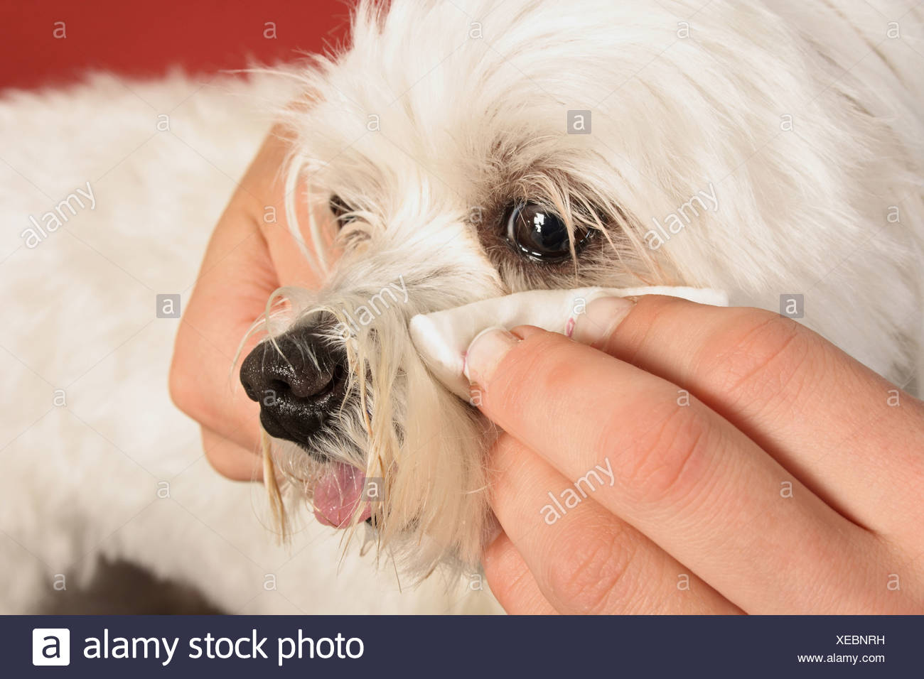 maltese dog eyes