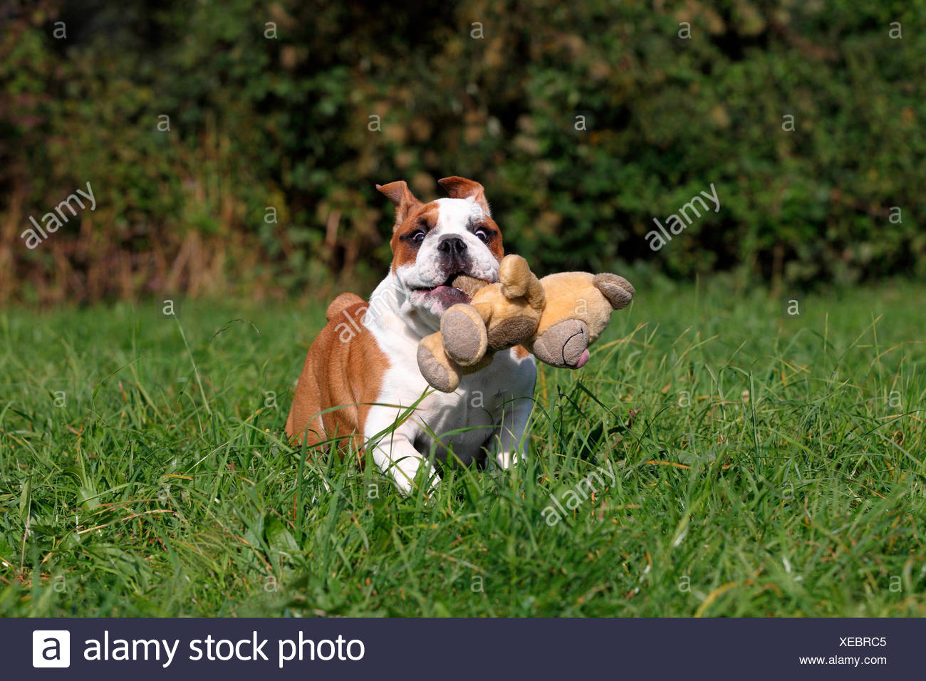 english bulldog teddy bear