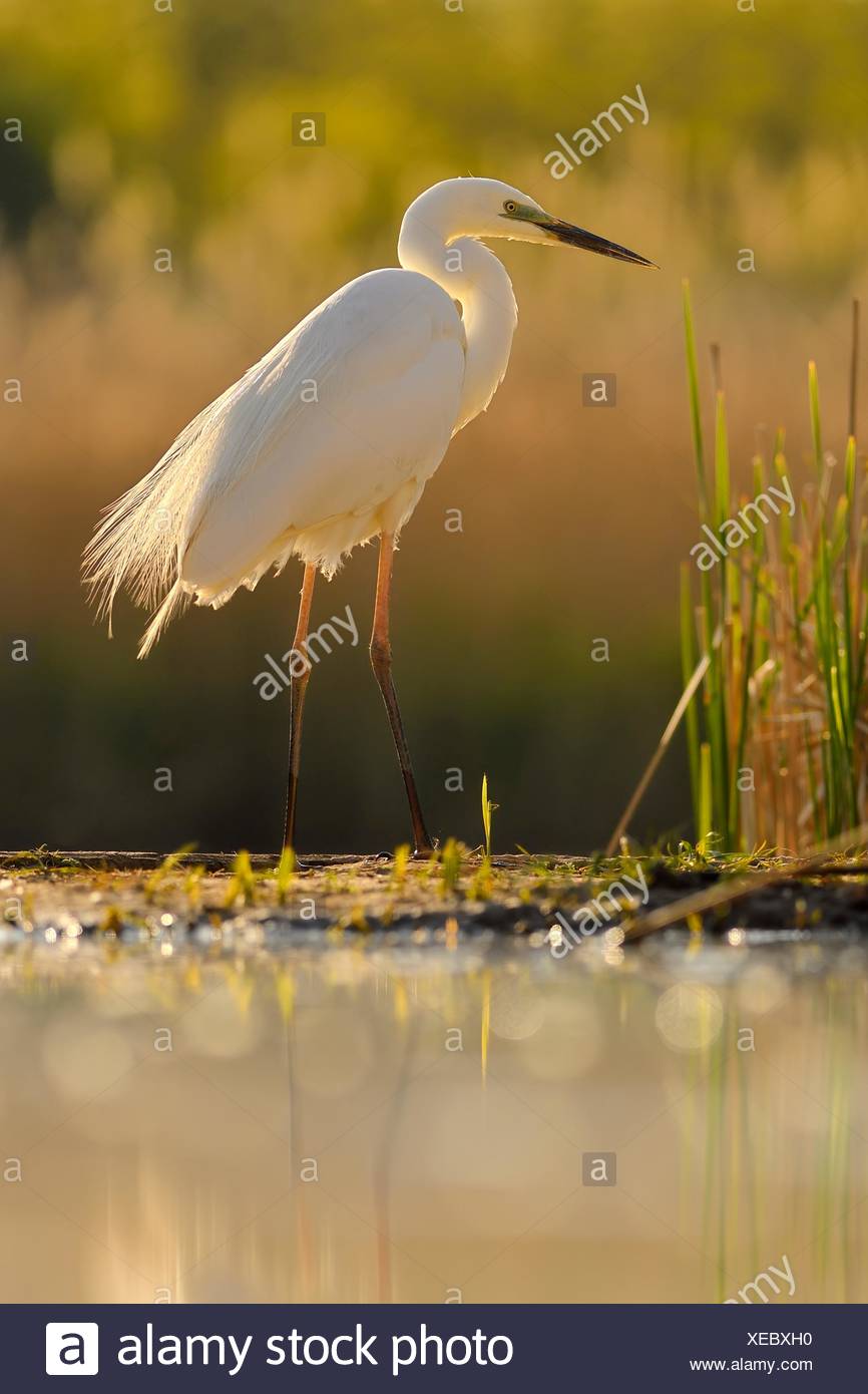 Great egret (Ardea alba), stands at the edge of the reed, National Park Kiskunsag, Hungary Stock Photo