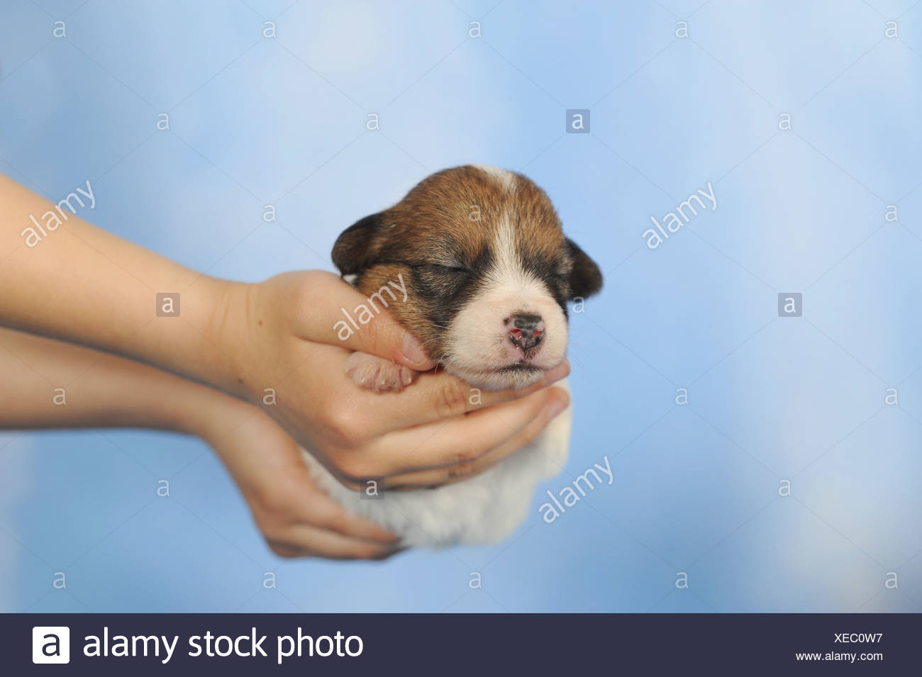 Sleeping Jack Russell Terrier Puppy Stock Photos Sleeping