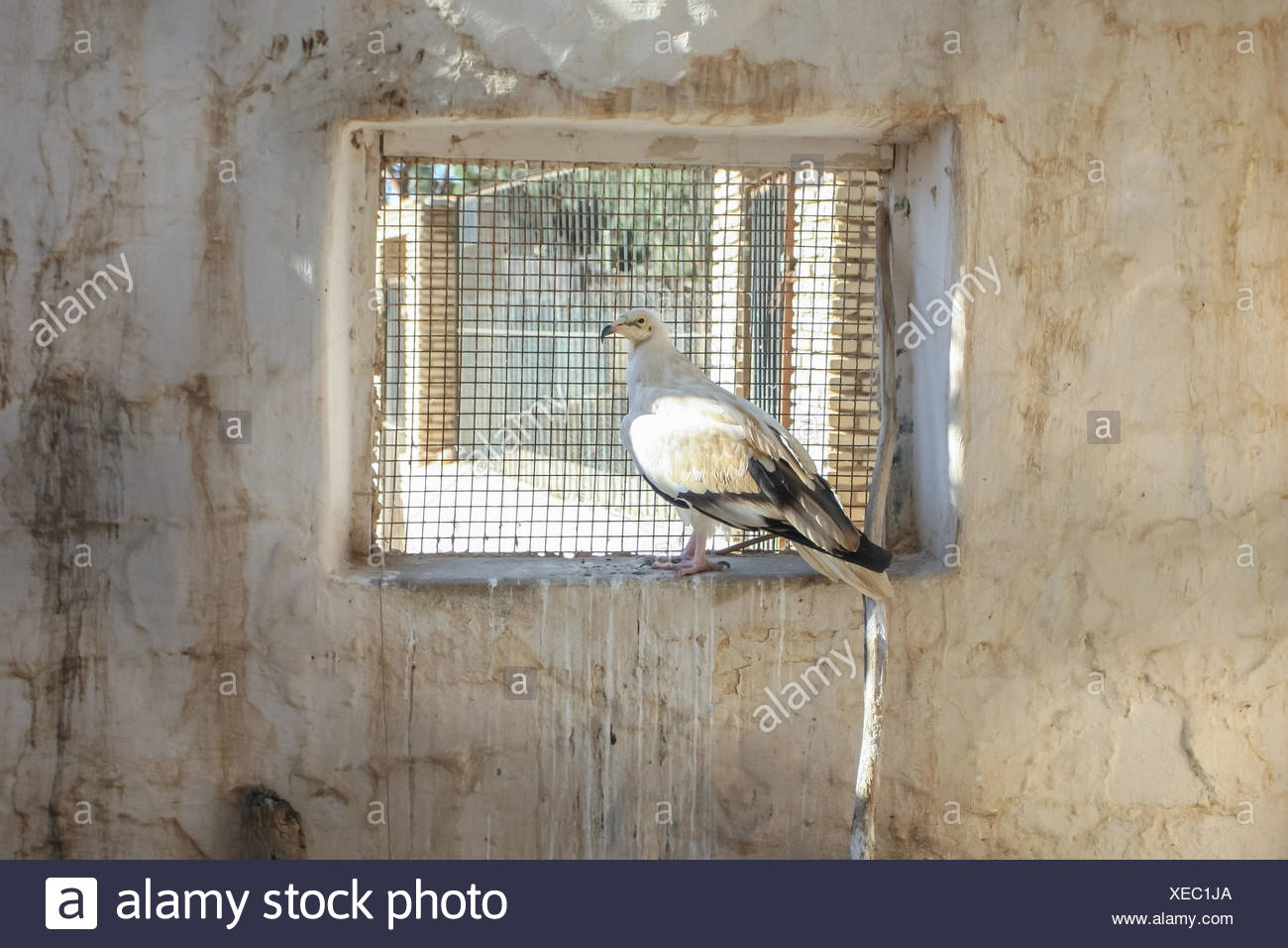 Tunisia Bird Cage Stock Photos Tunisia Bird Cage Stock