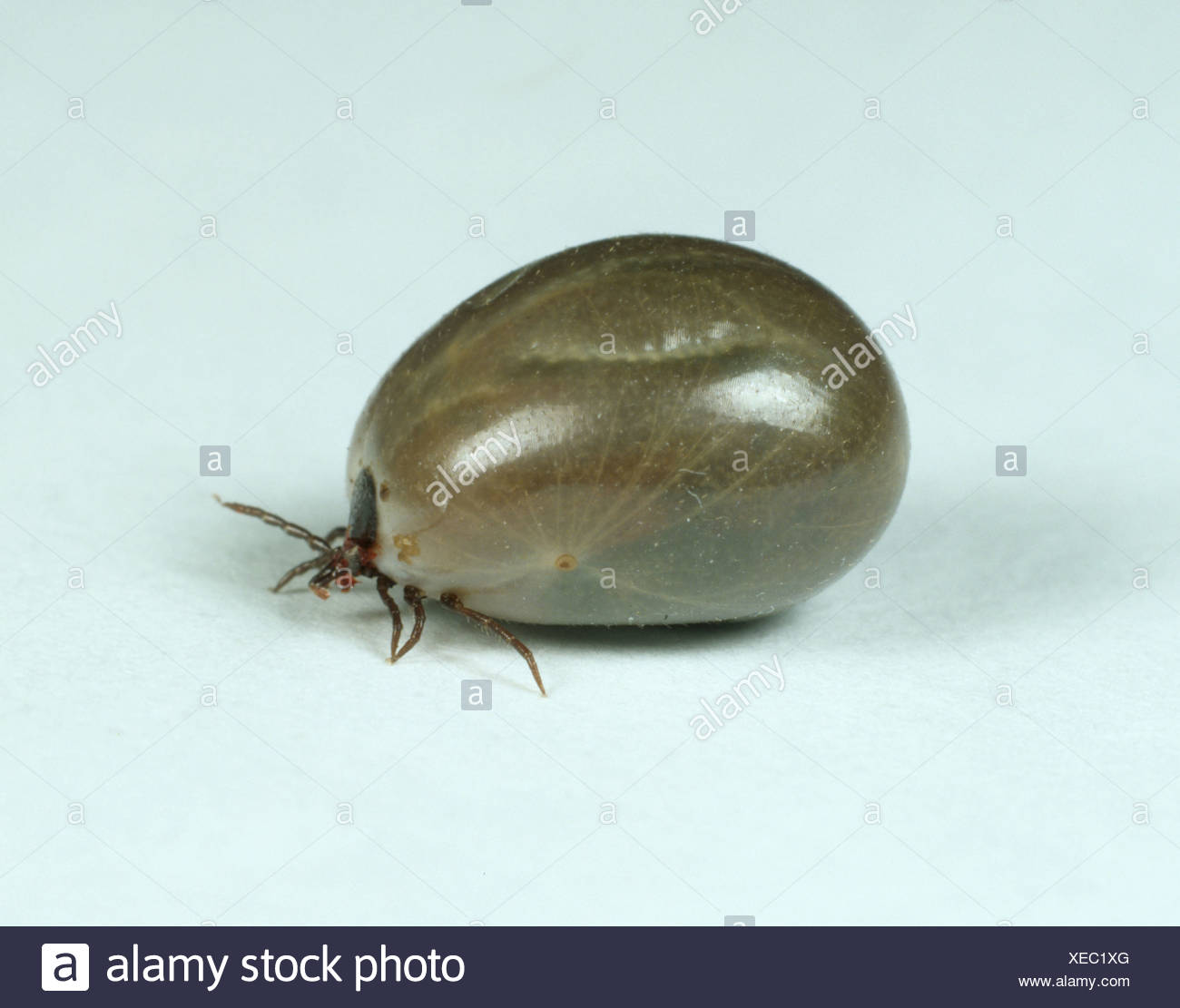 engorged tick engorged tick