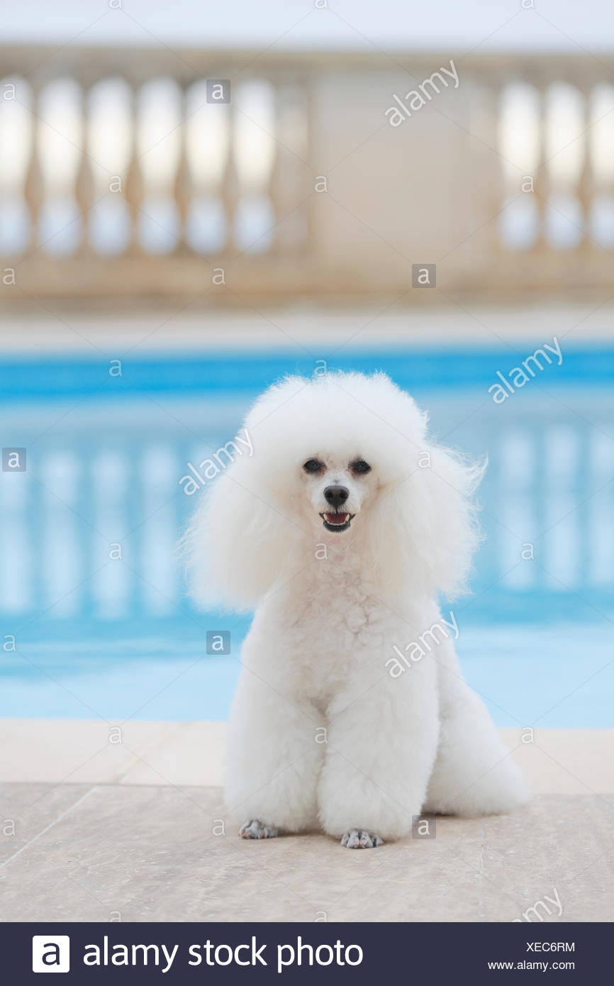 poodle pool