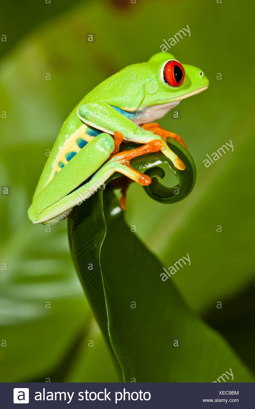 Red-eyed Treefrog (Agalychnis callidryas) on leaf, captive, from South America Stock Photo