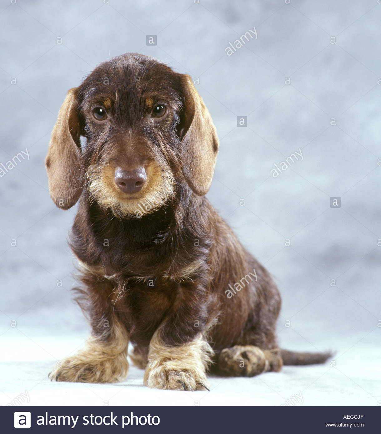 Domestic Dog Wire Haired Standard Dachshund Studio Portrait