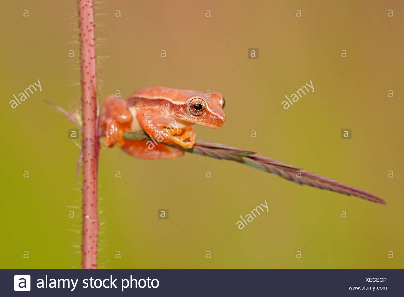 Microcephalus High Resolution Stock Photography and Images Alamy