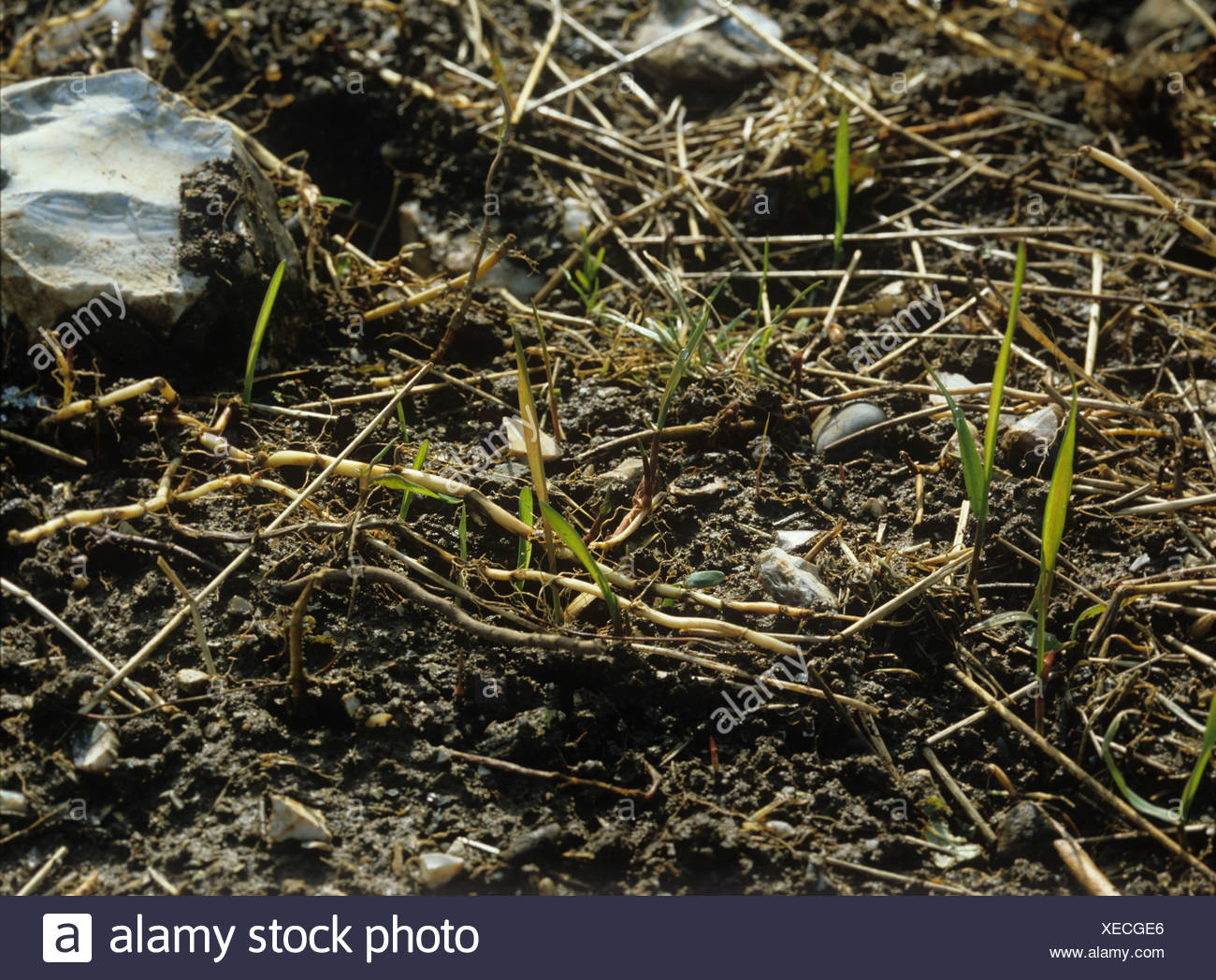 Couch Grass Root High Resolution Stock Photography and Images Alamy