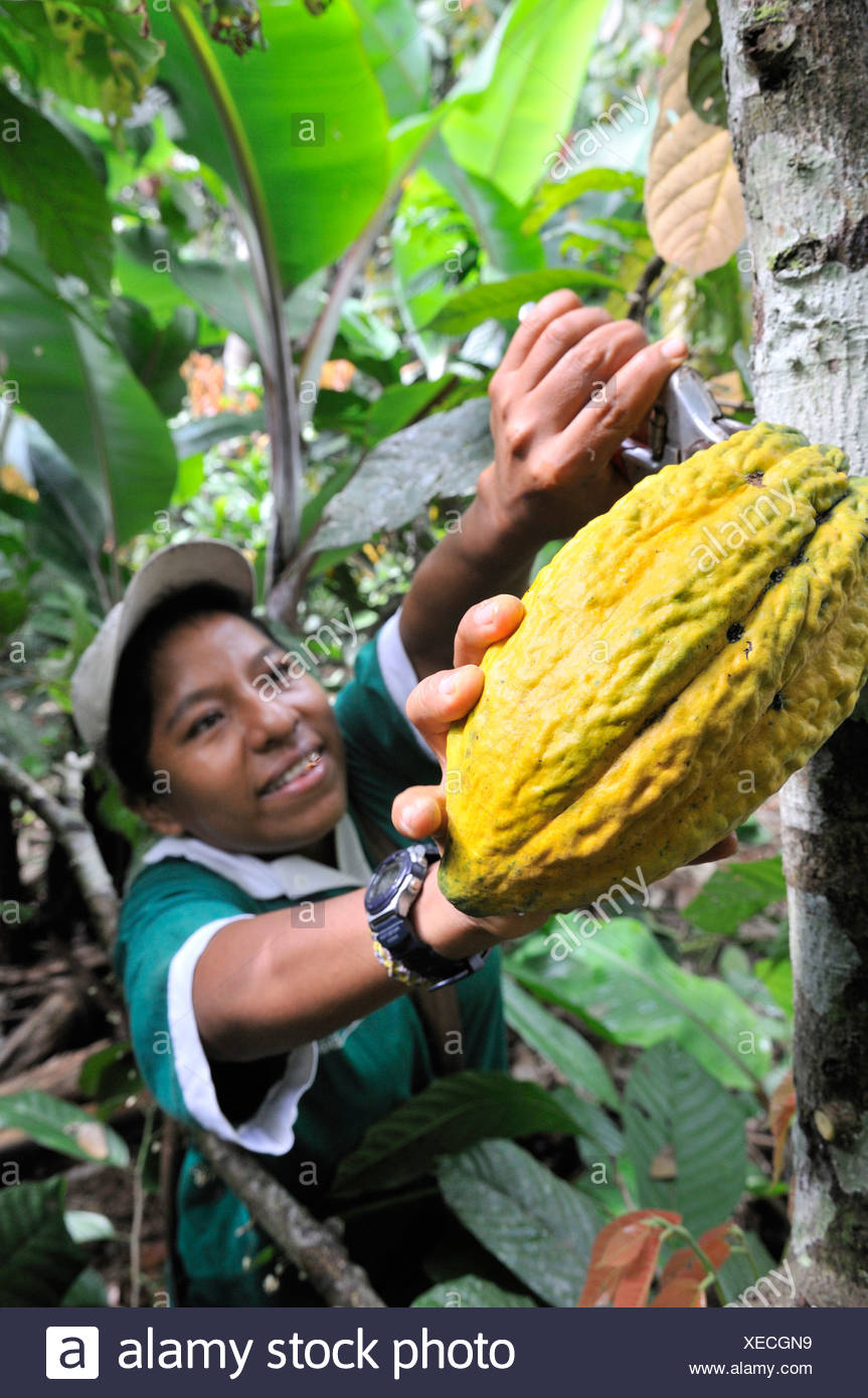 Cocoa Beans Harvesting High Resolution Stock Photography and Images Alamy