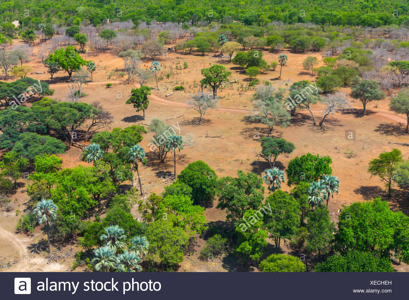 Savannah Woodland High Resolution Stock Photography and Images Alamy