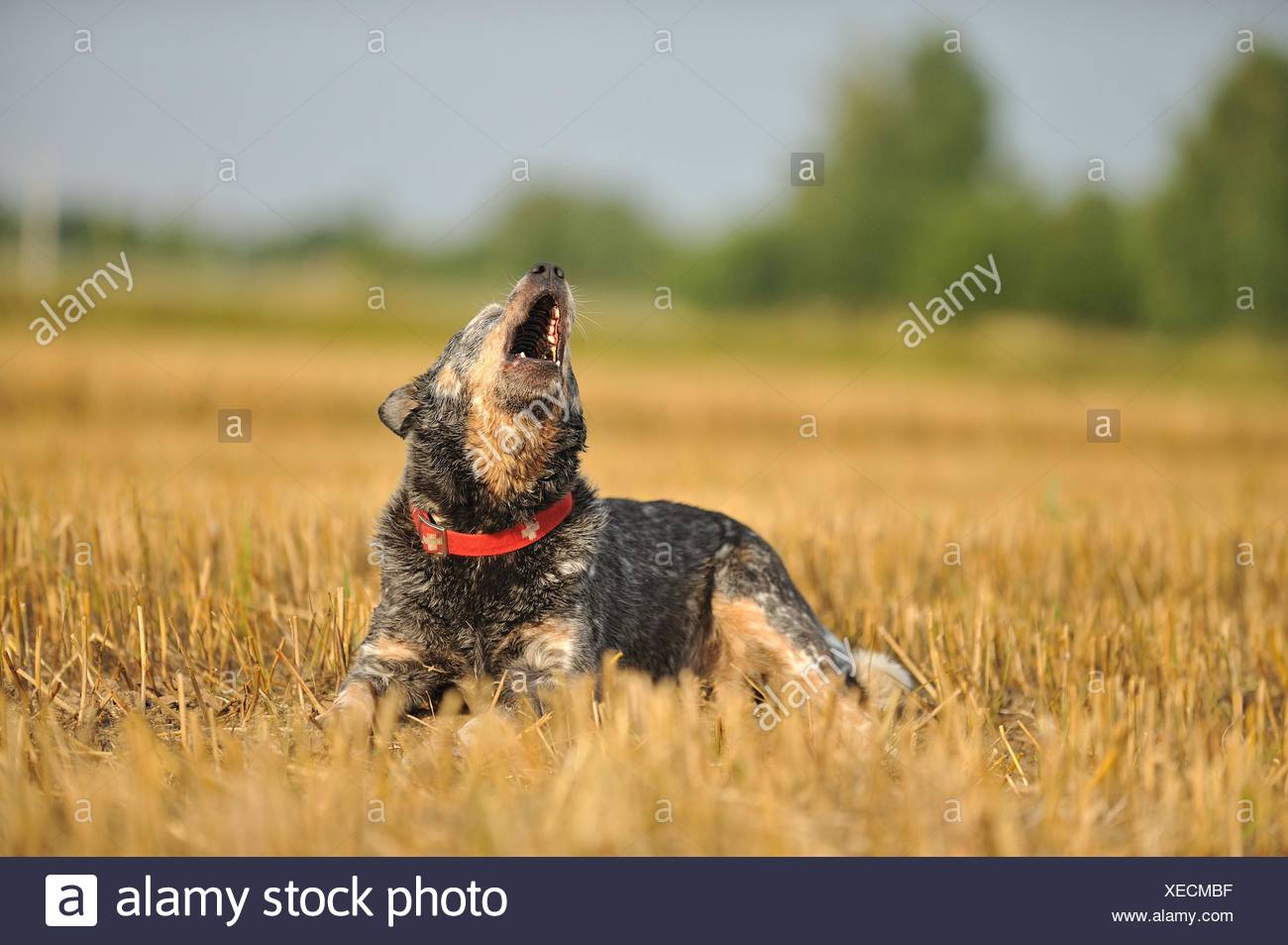 barking Australian Cattle Dog Stock Photo - Alamy