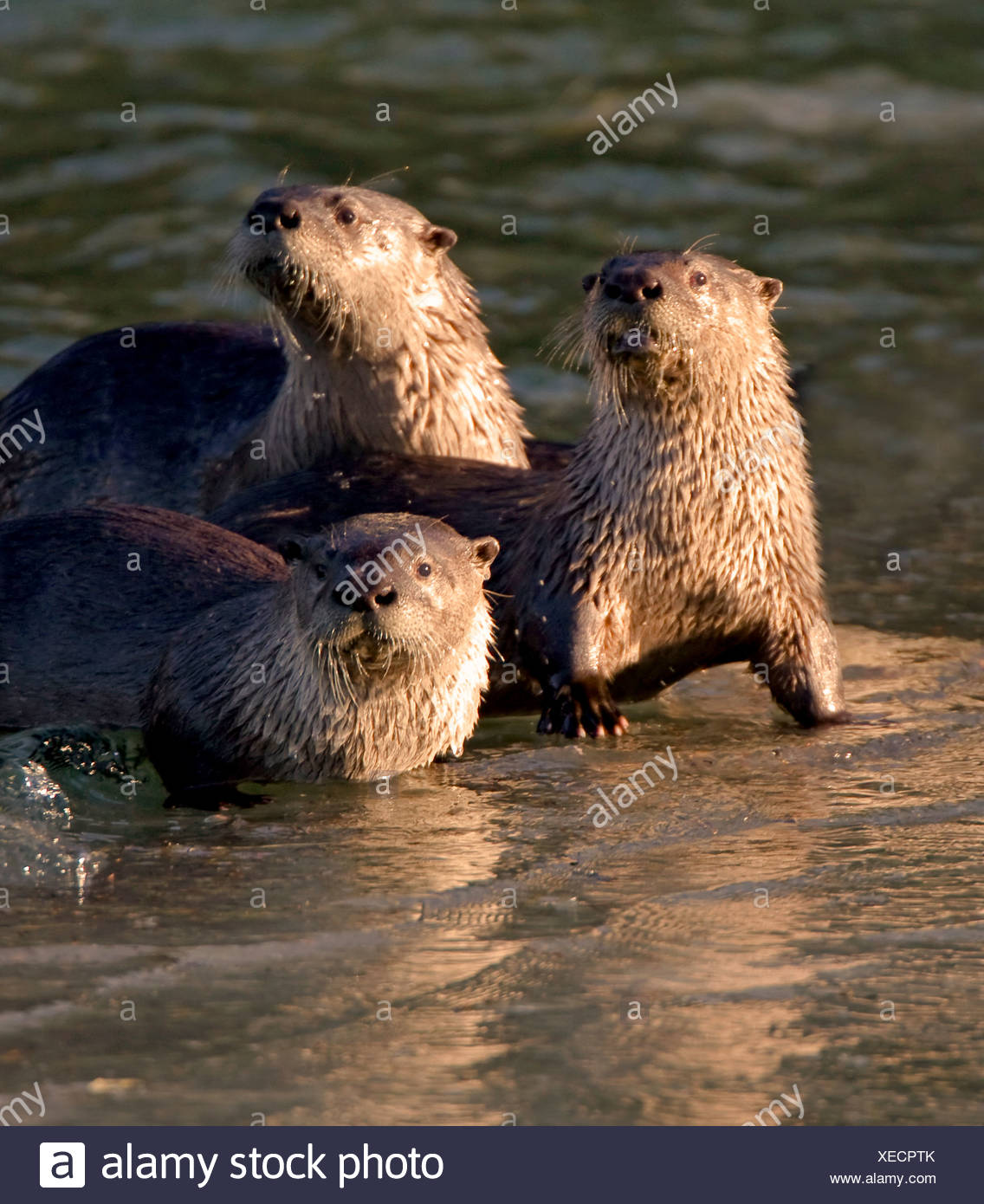 River Otter Alaska Stock Photos & River Otter Alaska Stock Images Alamy