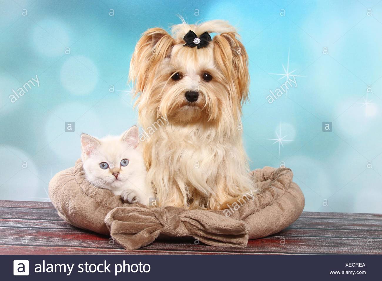 Yorkshire Terrier And British Shorthair Kitten Stock Photo