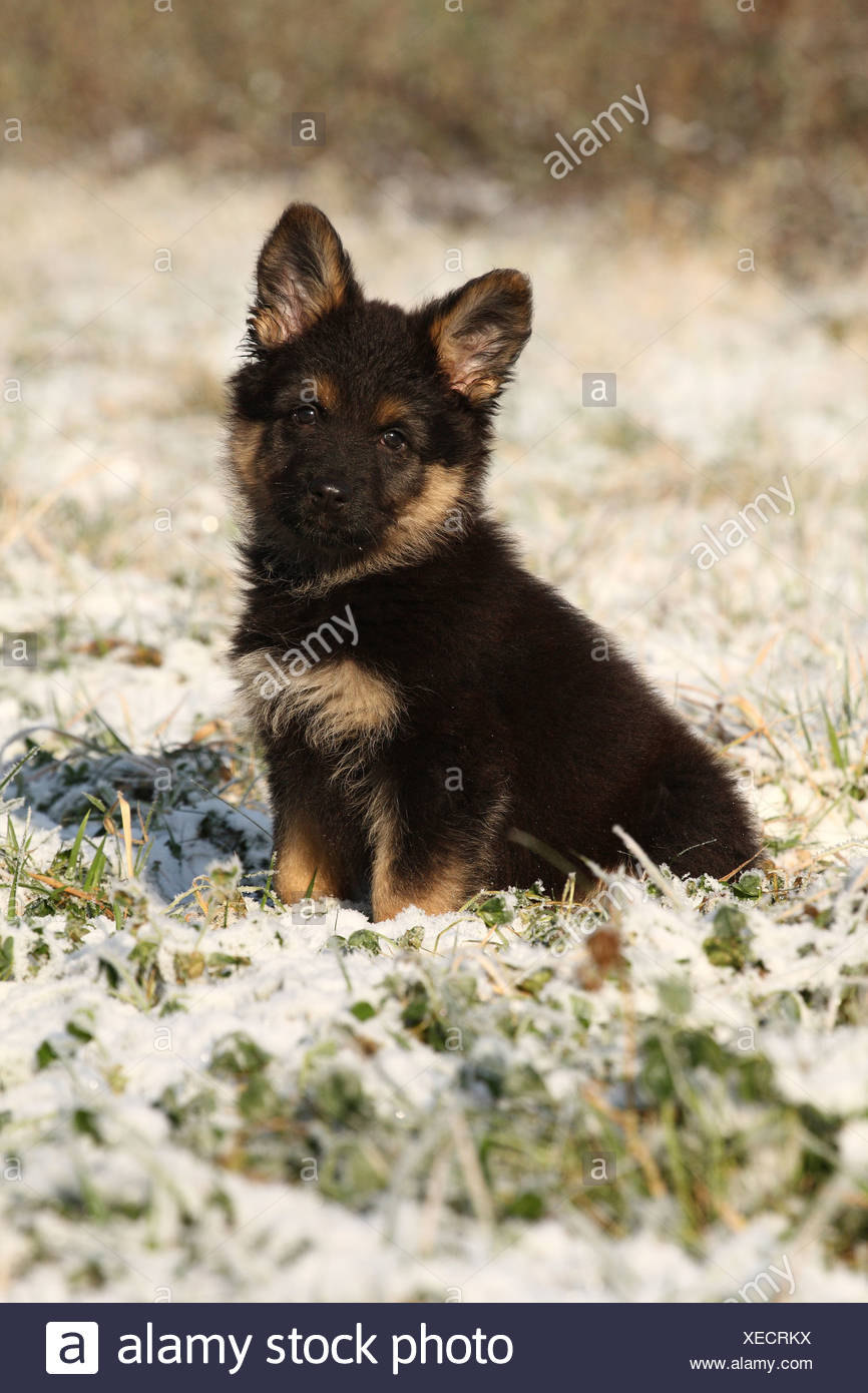 chodsky pes puppies for sale