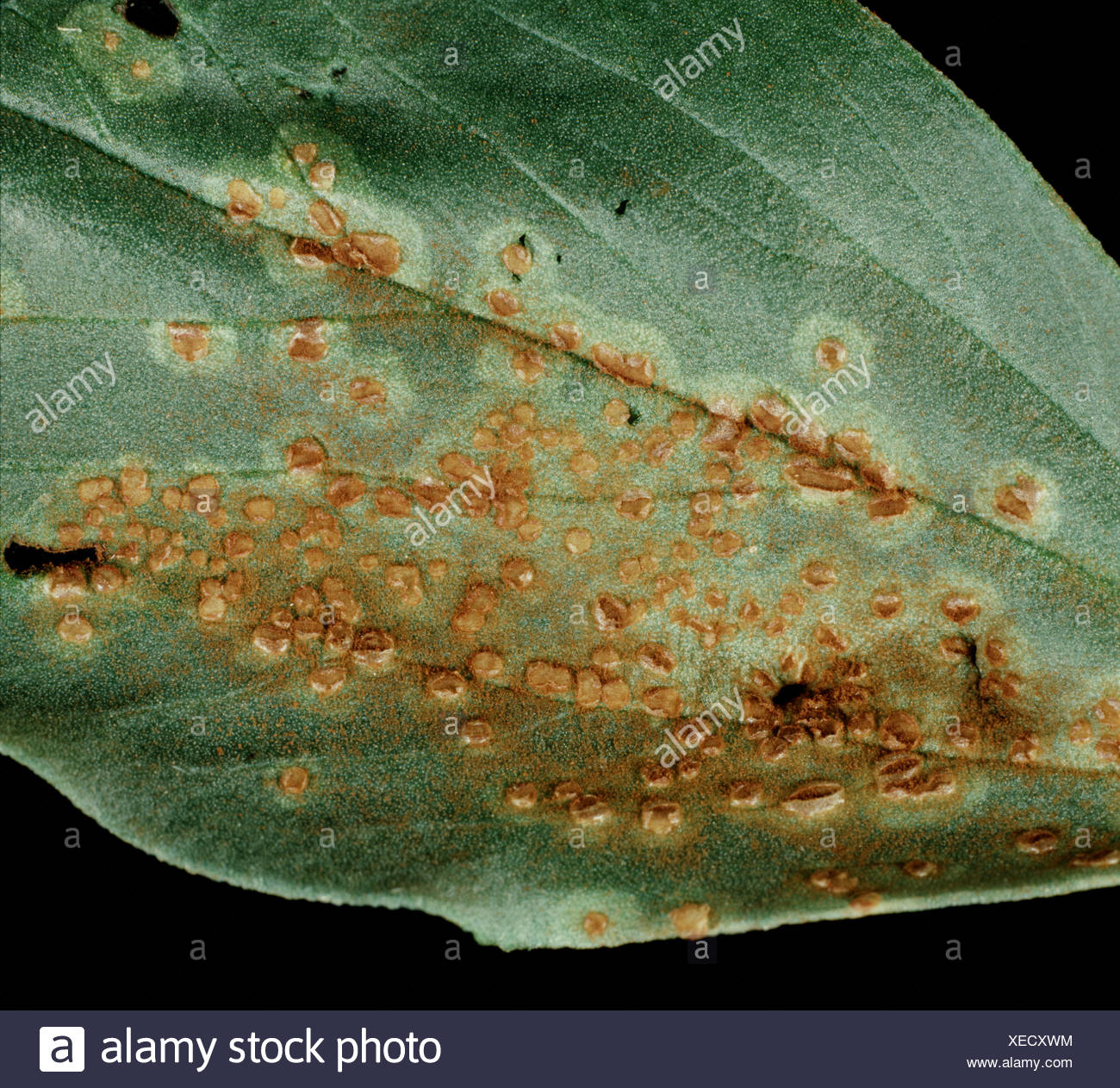 Faba Bean Disease Stock Photos & Faba Bean Disease Stock Images Alamy