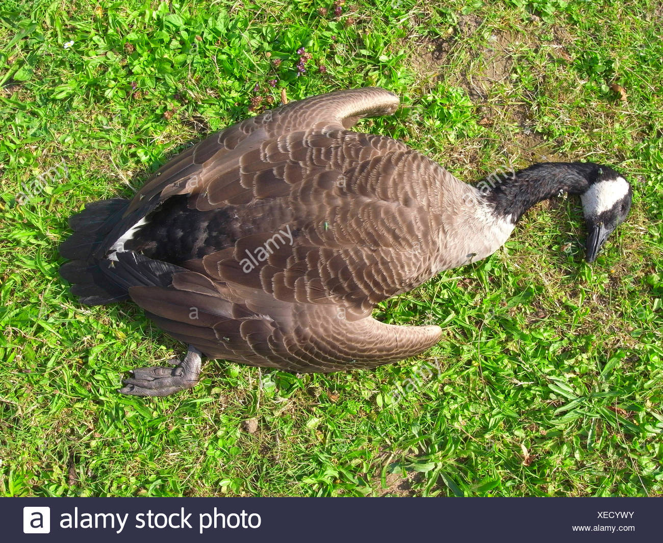 canada goose foie gras canada goose foie gras