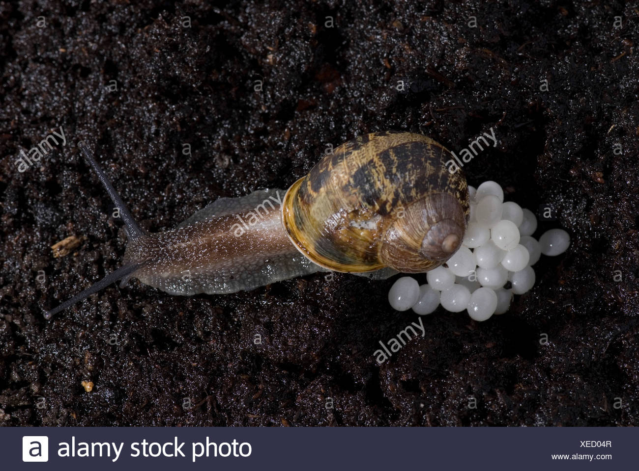 Snail Eggs High Resolution Stock Photography and Images Alamy