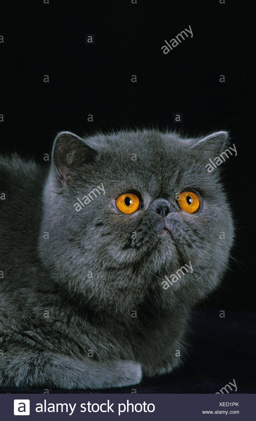 Exotic Shorthair Against Black Background Stock Photo 284257867