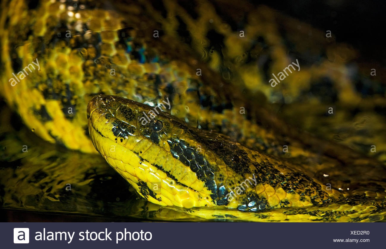 Yellow Anacondas High Resolution Stock Photography and Images Alamy
