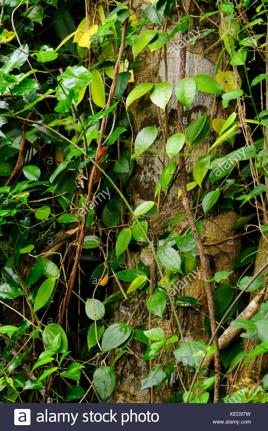 jungle creeper