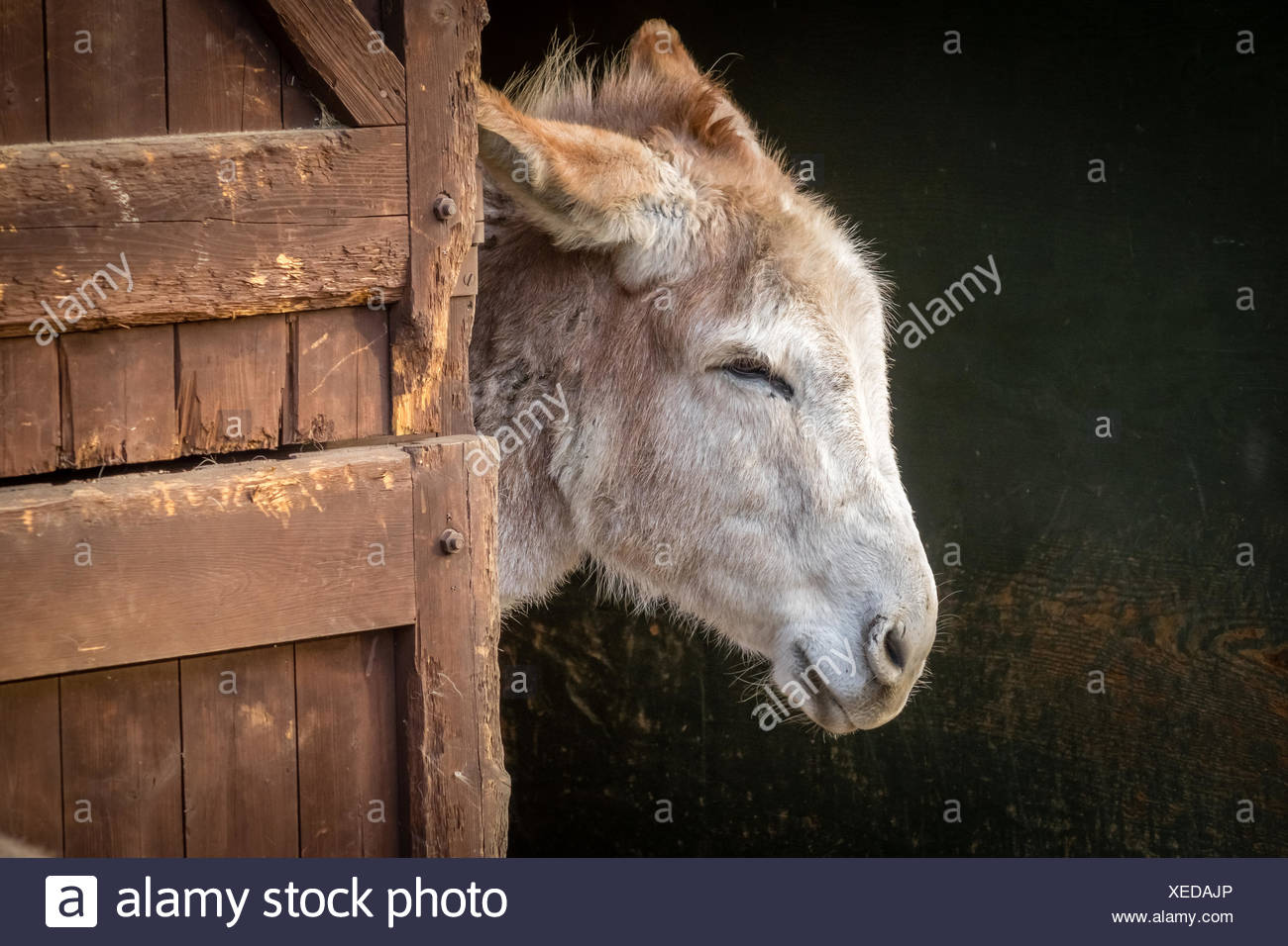 Donkey Stable Stock Photos & Donkey Stable Stock Images Alamy