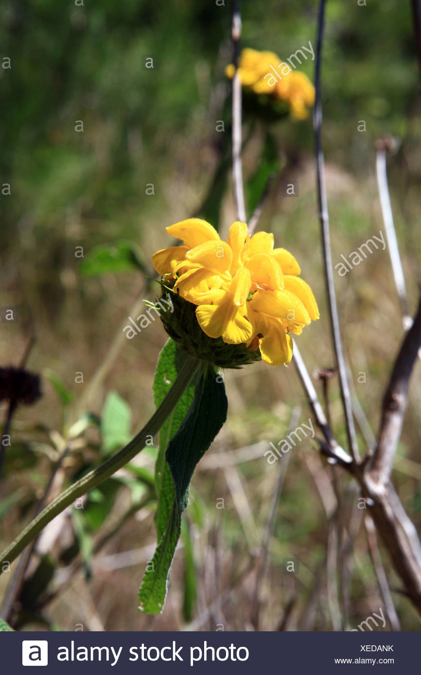 evergreen shrub Stock Photo