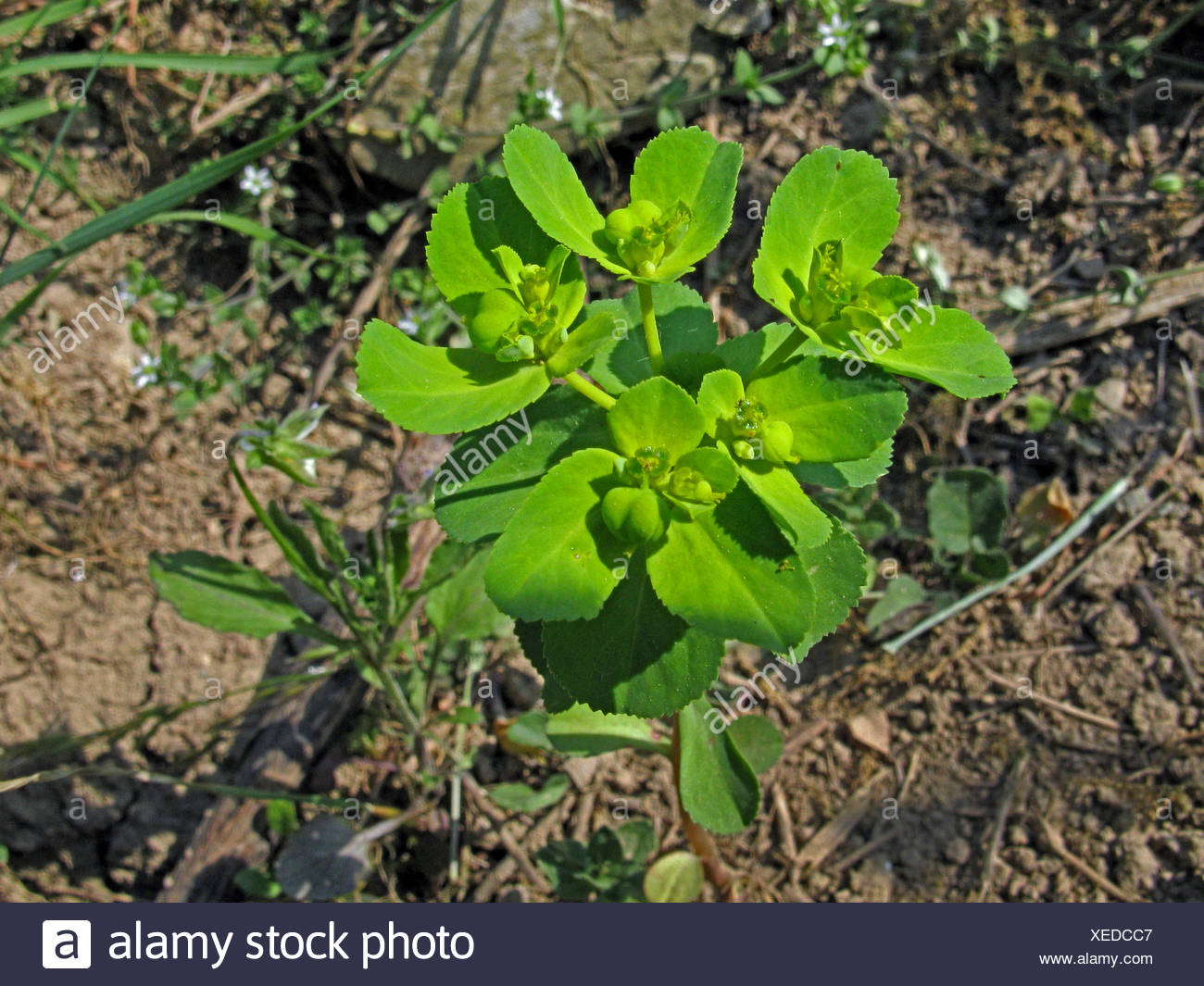 Sun Spurge High Resolution Stock Photography and Images Alamy