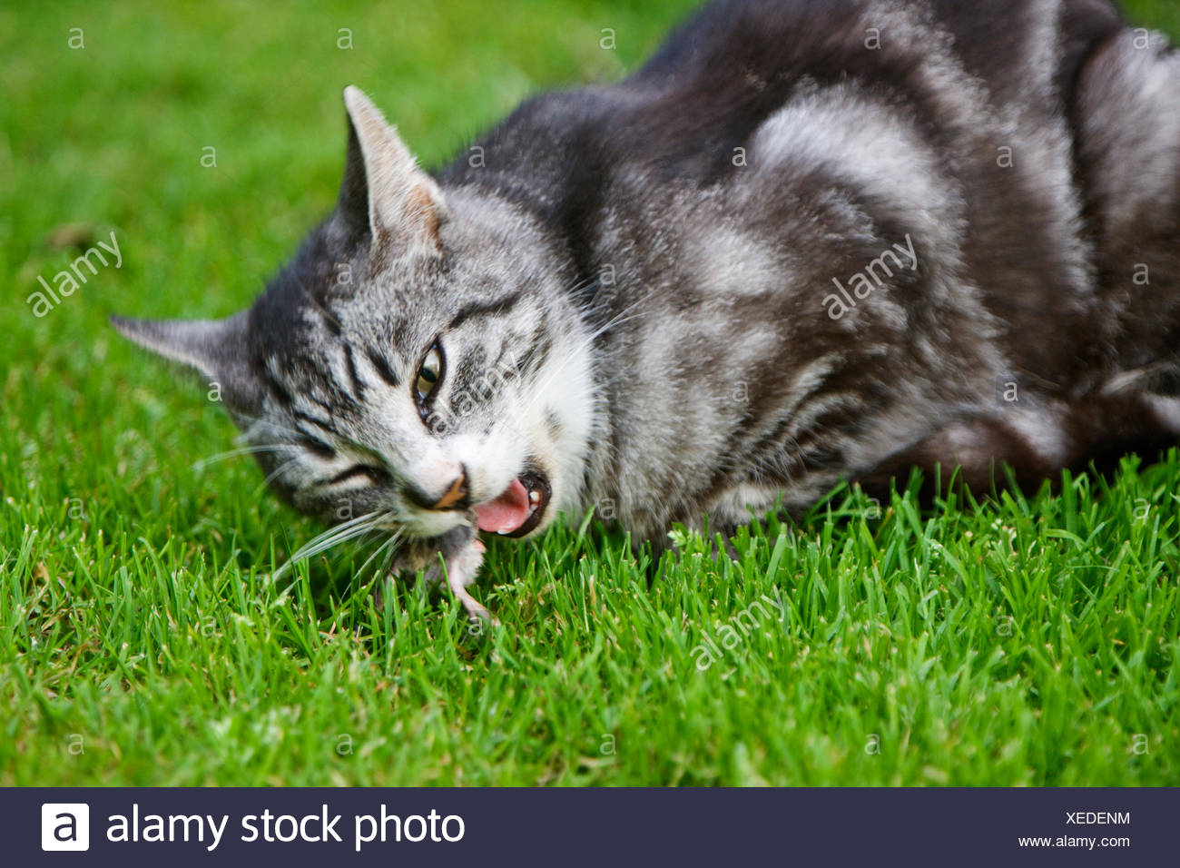 Cat Eating Rat Stock Photos & Cat Eating Rat Stock Images Alamy