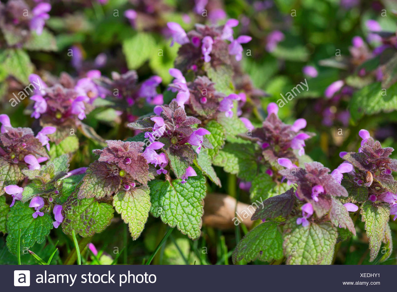 Purpurrote Taubnessel Purpur Taubnessel Lamium Purpureum Stock Photos