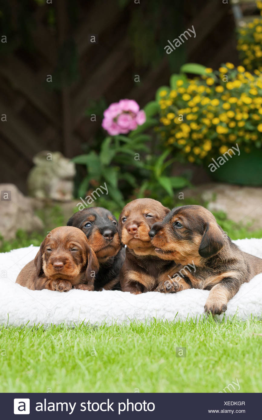 Standard Wire Haired Dachshund Puppies 4 Weeks Old Lying On A