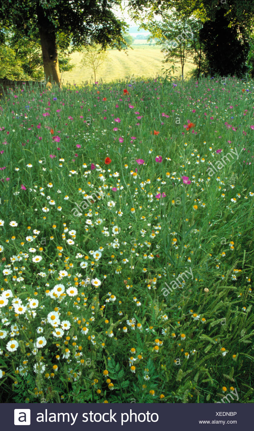 Pink Corncockles And White Daisies Growing In Long Grass In