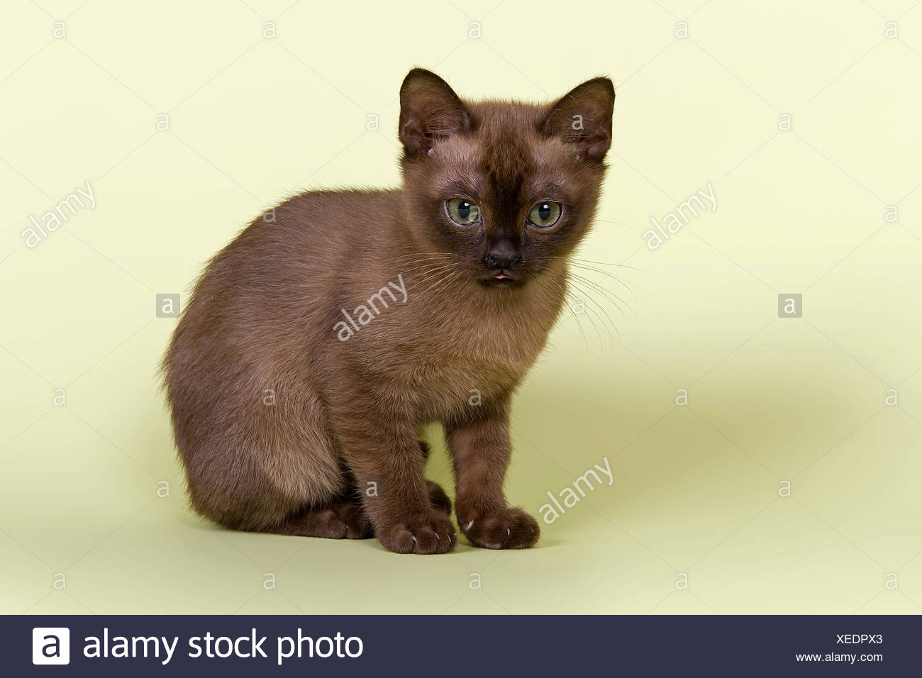 Burmese Cat Breed Kitten Tomcat 13 Weeks Brown Colour Stock Photo Alamy