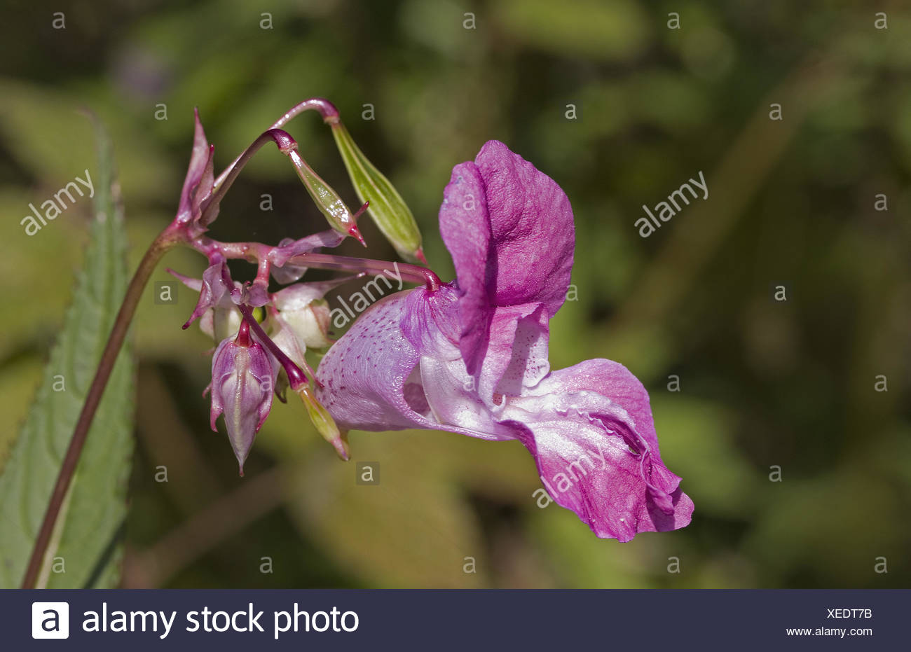 Impatiens glandulifera Stock Photo