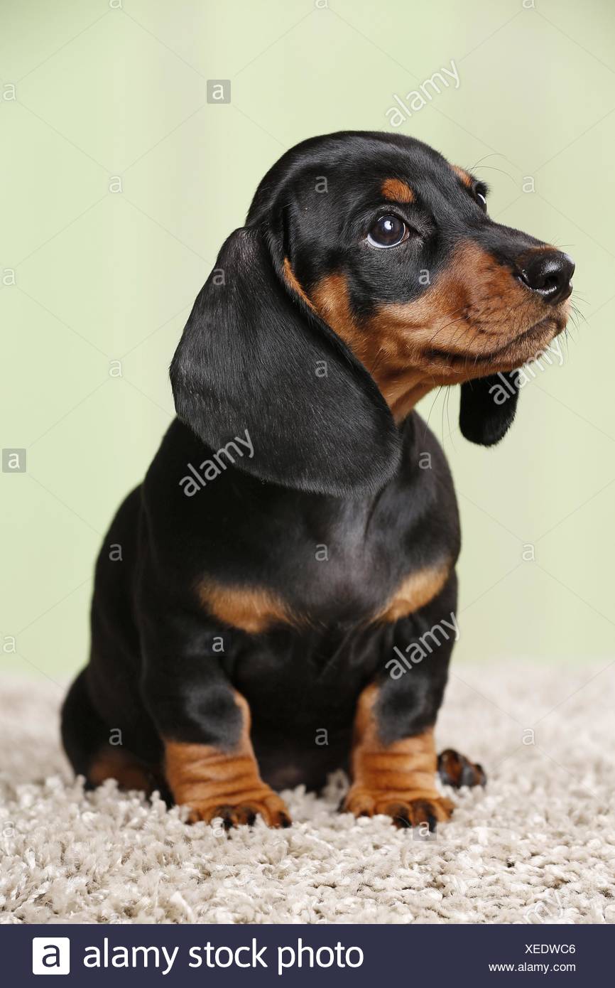 Shorthaired Dachshund Puppy Stock Photo 284276390 Alamy