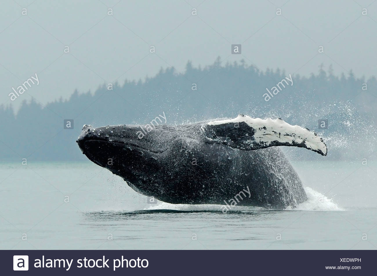 Alaska Humpback Whale Breaching In High Resolution Stock Photography ...