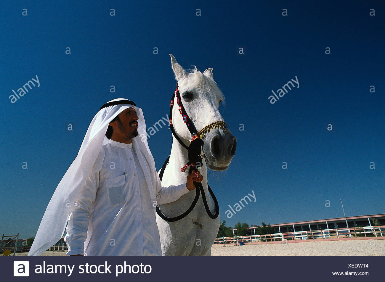 Araber Mit Pferd Pferdezucht Doha Katar Stock Photo Alamy