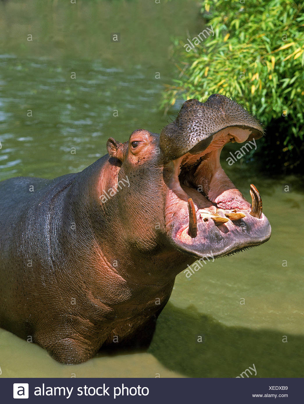 Hippo Mouth Open High Resolution Stock Photography and Images Alamy