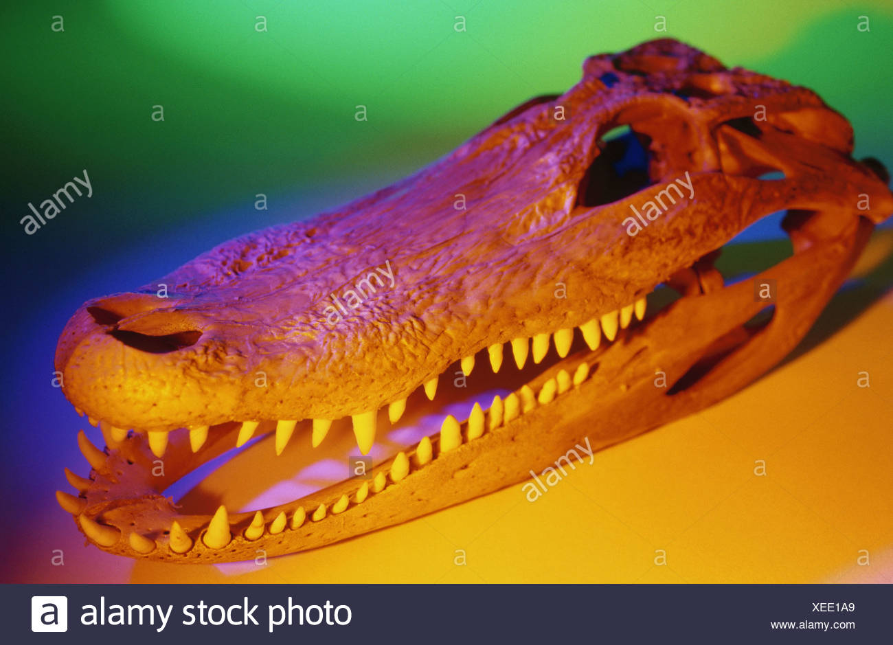 Alligator Mississippiensis Skull High Resolution Stock Photography and