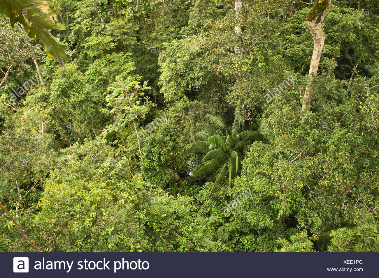 Amazon Basin Trees High Resolution Stock Photography and Images Alamy