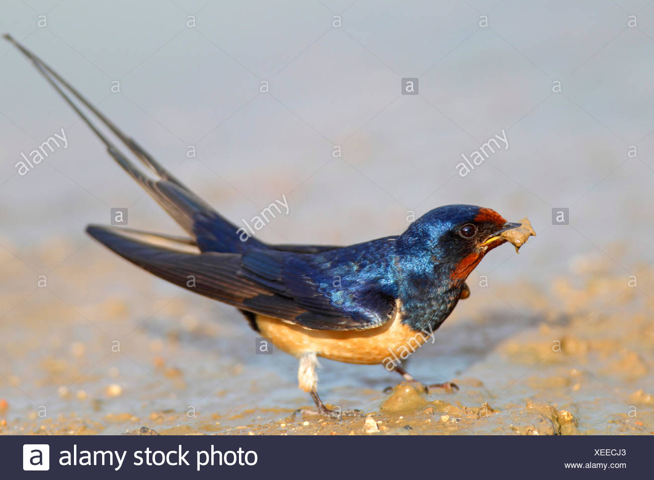 Barn Swallow Hirundo Rustica Male At A Waterhole With Nesting