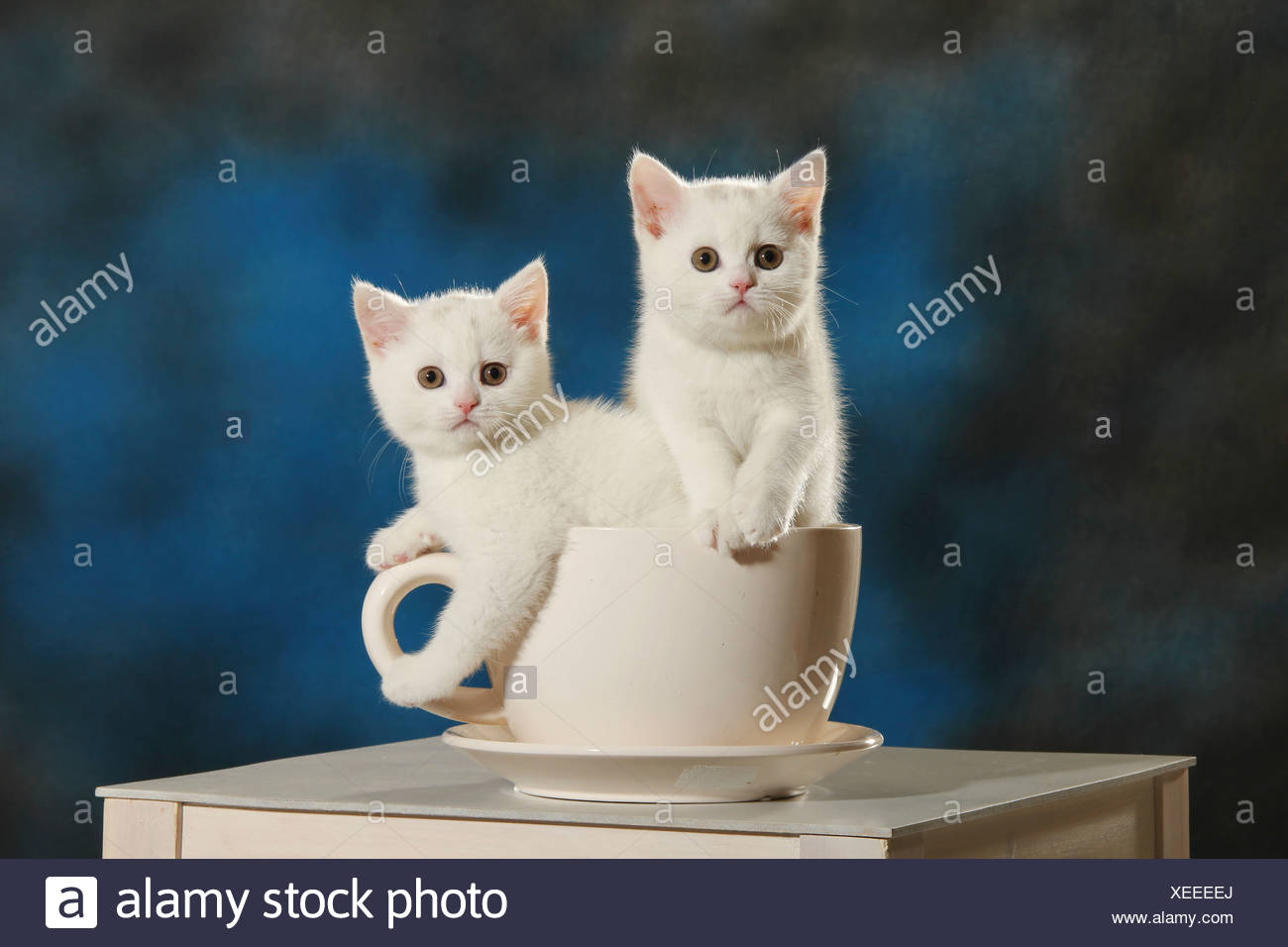 British Shorthair Cat Two Kittens In Cup Stock Photo 284289786