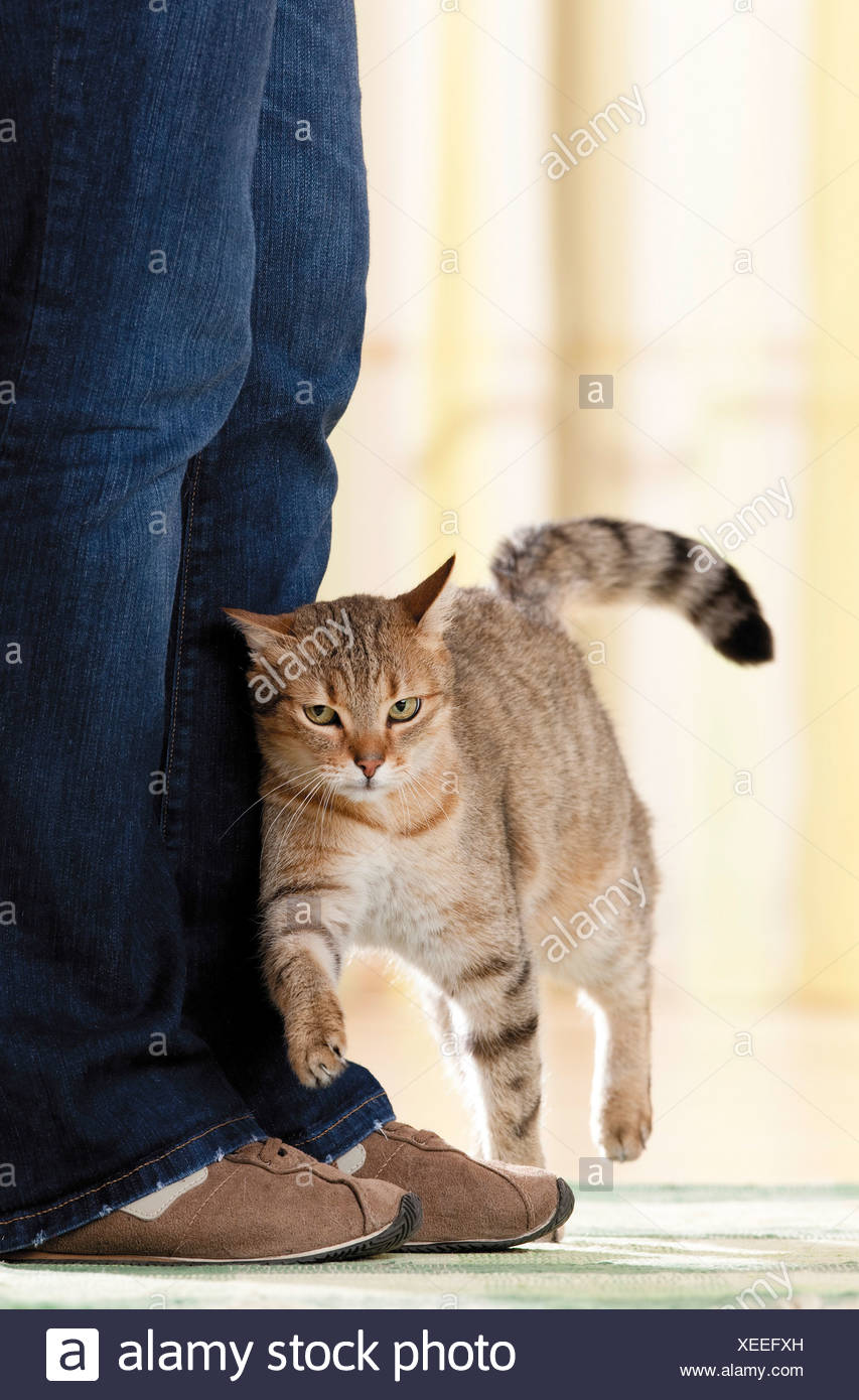 Domestic Cat Adult Cat Demonstrating Its Affection For A Person By Rubbing Its Forehead Against Its Legs Germany Stock Photo Alamy Domestic Cat Adult Cat Demonstrating Its Affection For A Person By Rubbing Its Forehead Against Its Legs Germany Stock Photo Alamy